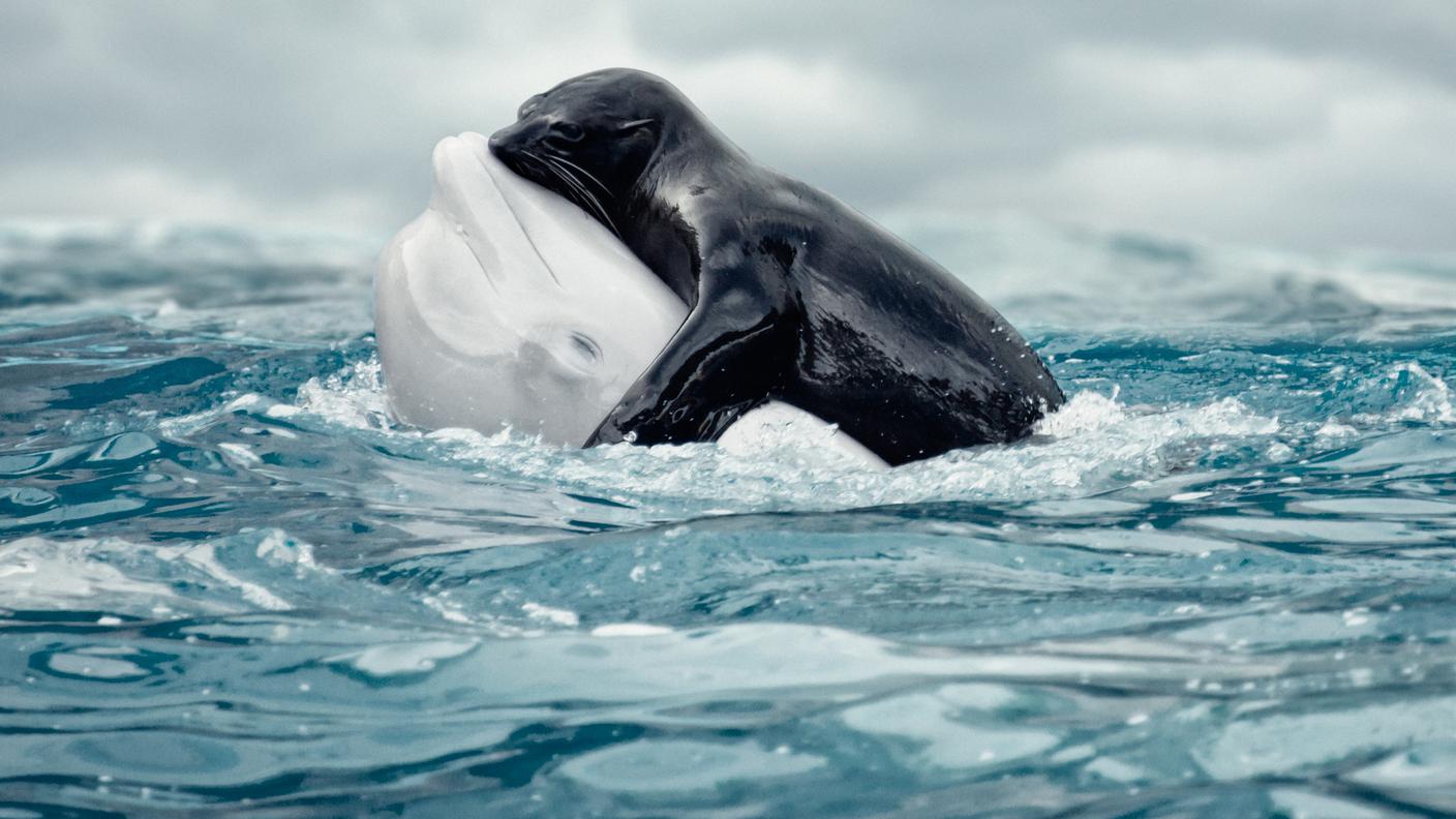 Balena Beluga con Foca 