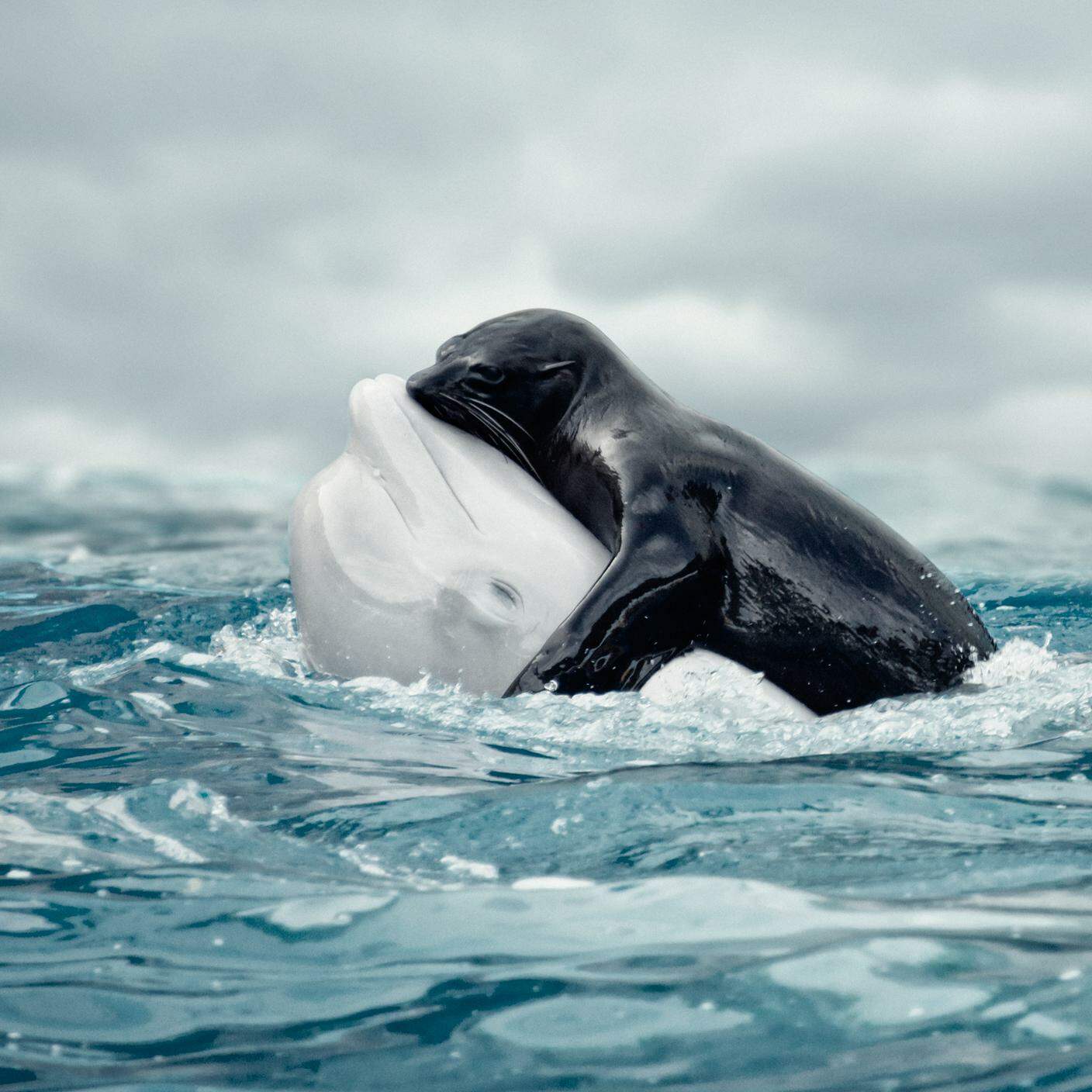 Balena Beluga con Foca 