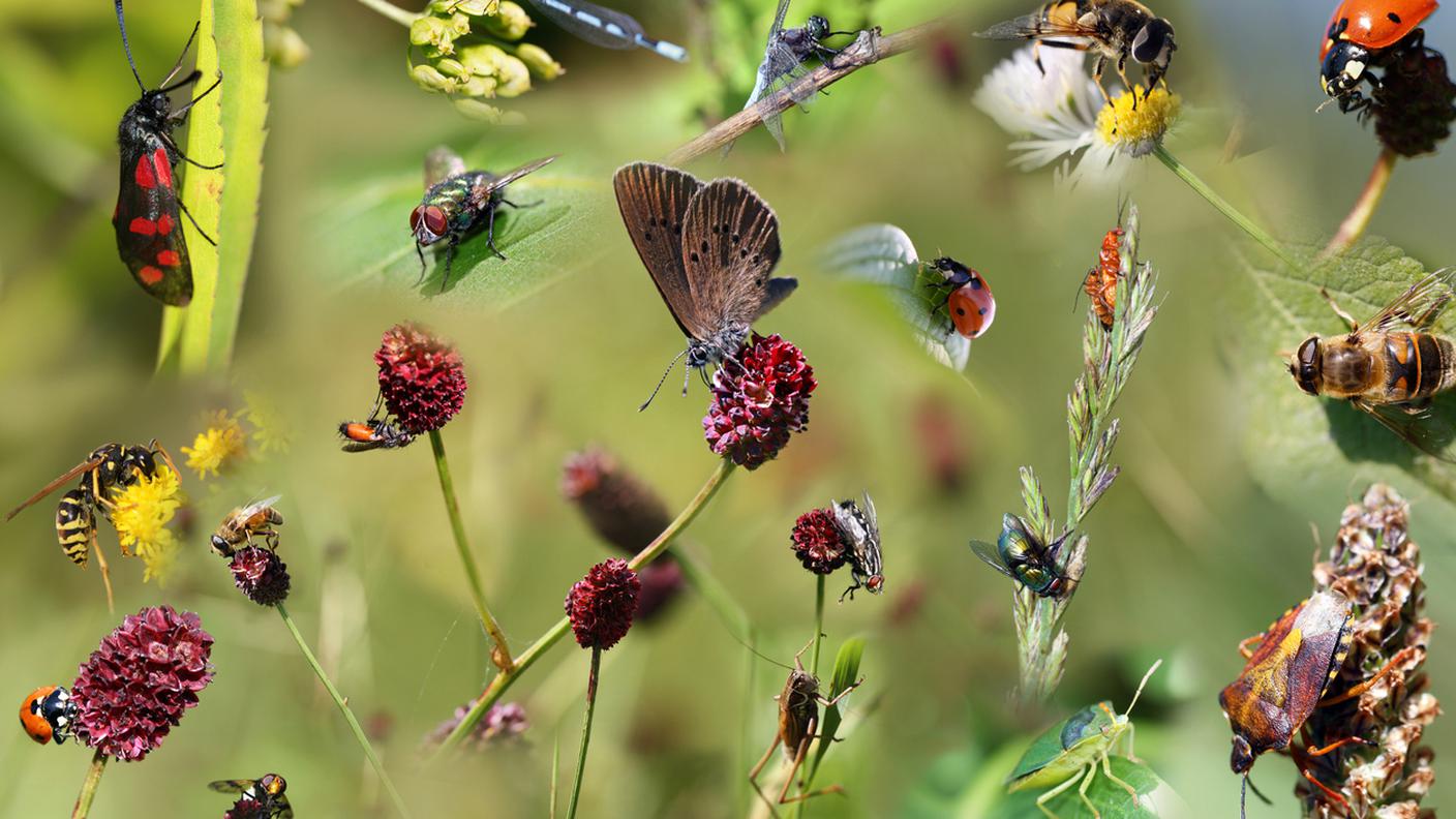 iStock-Insetto, Animale, Libellula, Flora, Mosca - Insetto