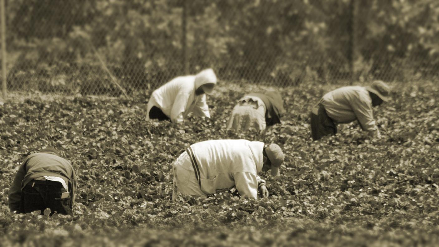 iStock-I lavoratori migranti nel campo