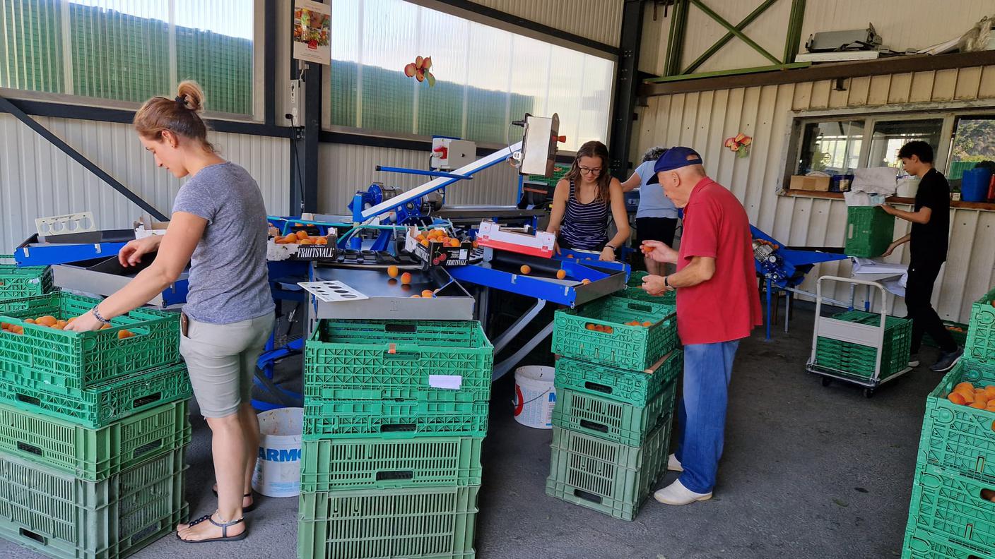 Millevoci Top Suisse a l'Abricot du Valais, selezione delle albicocche pronte per la vendita