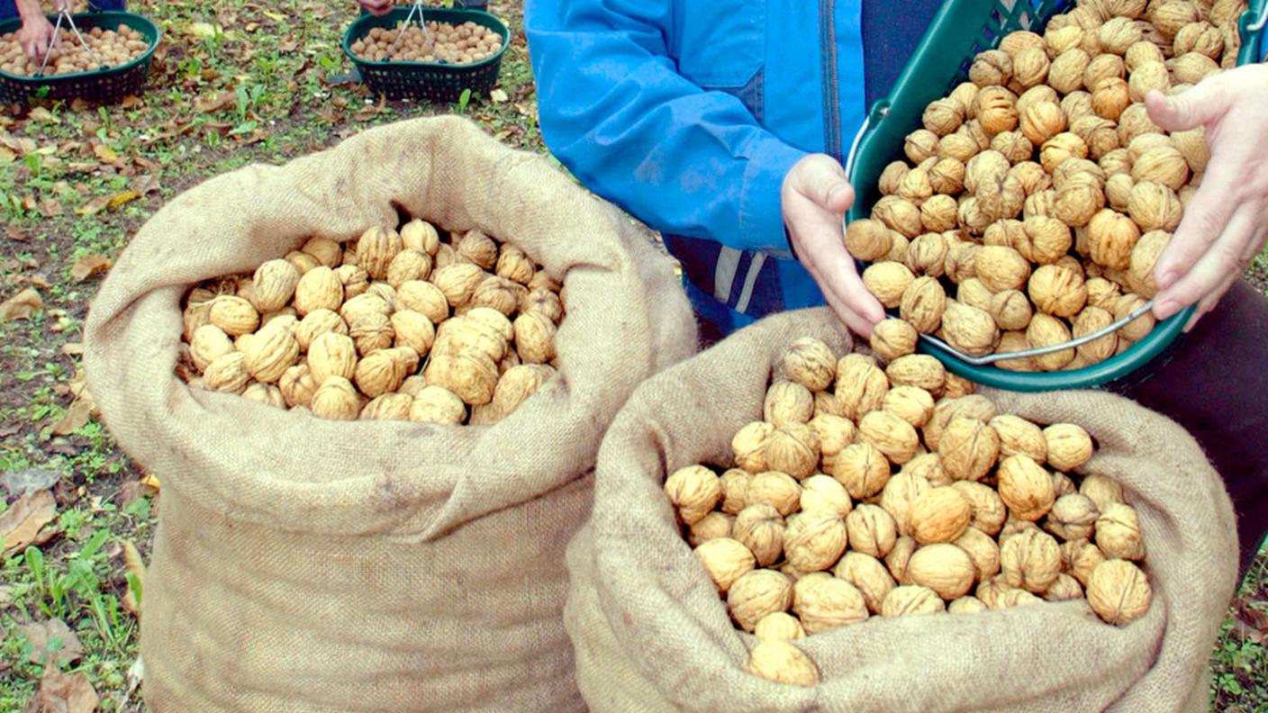 Le noci grigionesi sono un prodotto di nicchia ricercatissimo