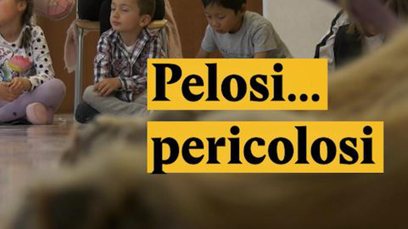 cani ky.JPG