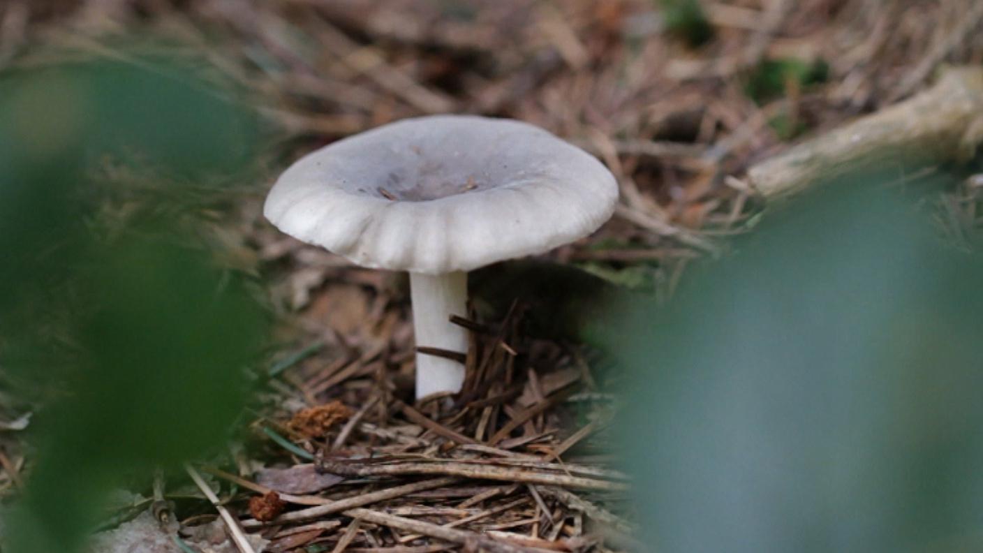 Foto_Russole.jpg I funghi dei nostri boschi