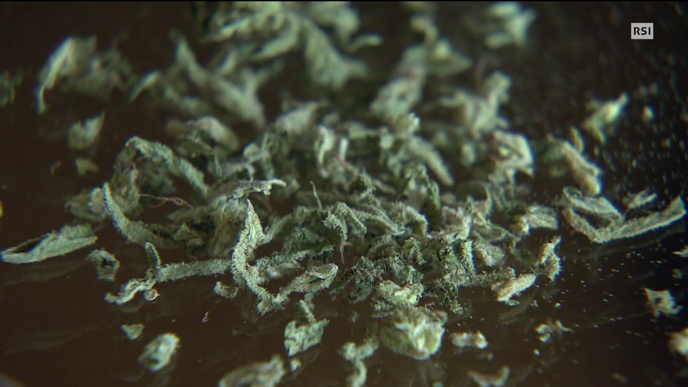 "È tempo di cannaBIS": il servizio di Falò del 08.05.2014 