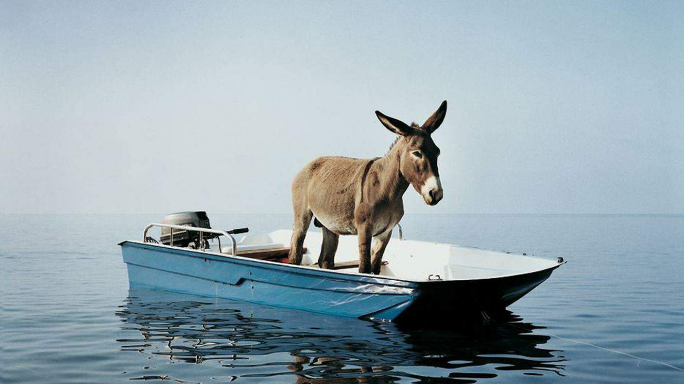 Paola Pivi, Untitled (Donkey), 2003. Stampa fotografica