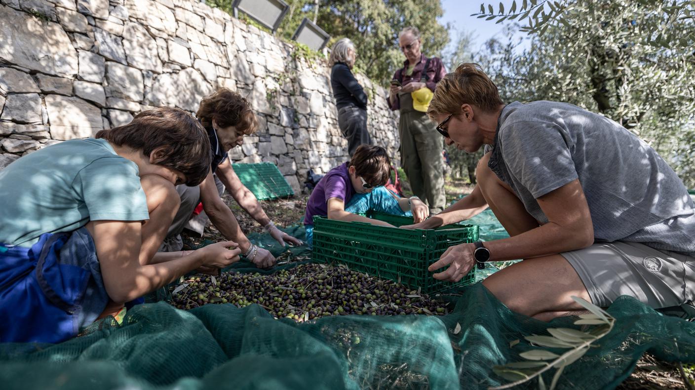 La raccolta delle olive a Gandria