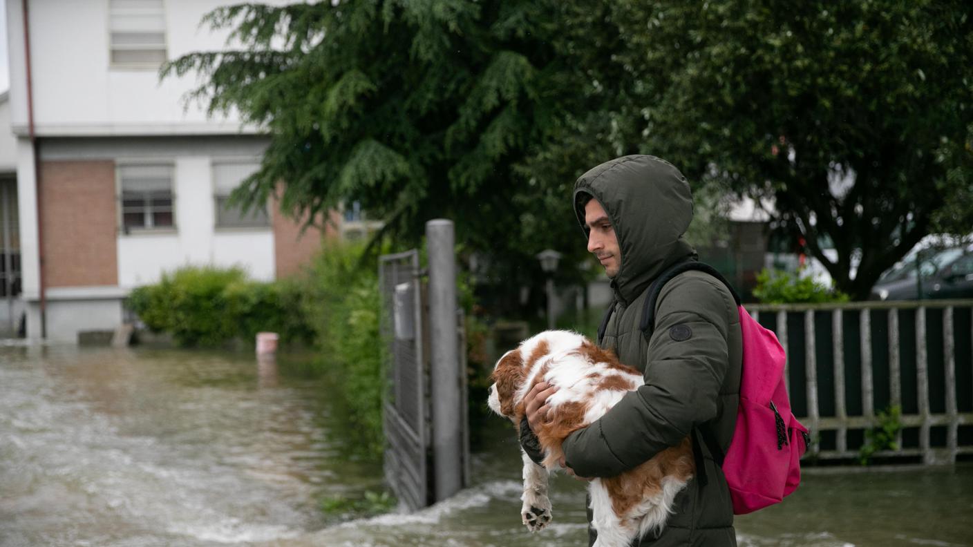 Colpiti anche gli animali domestici