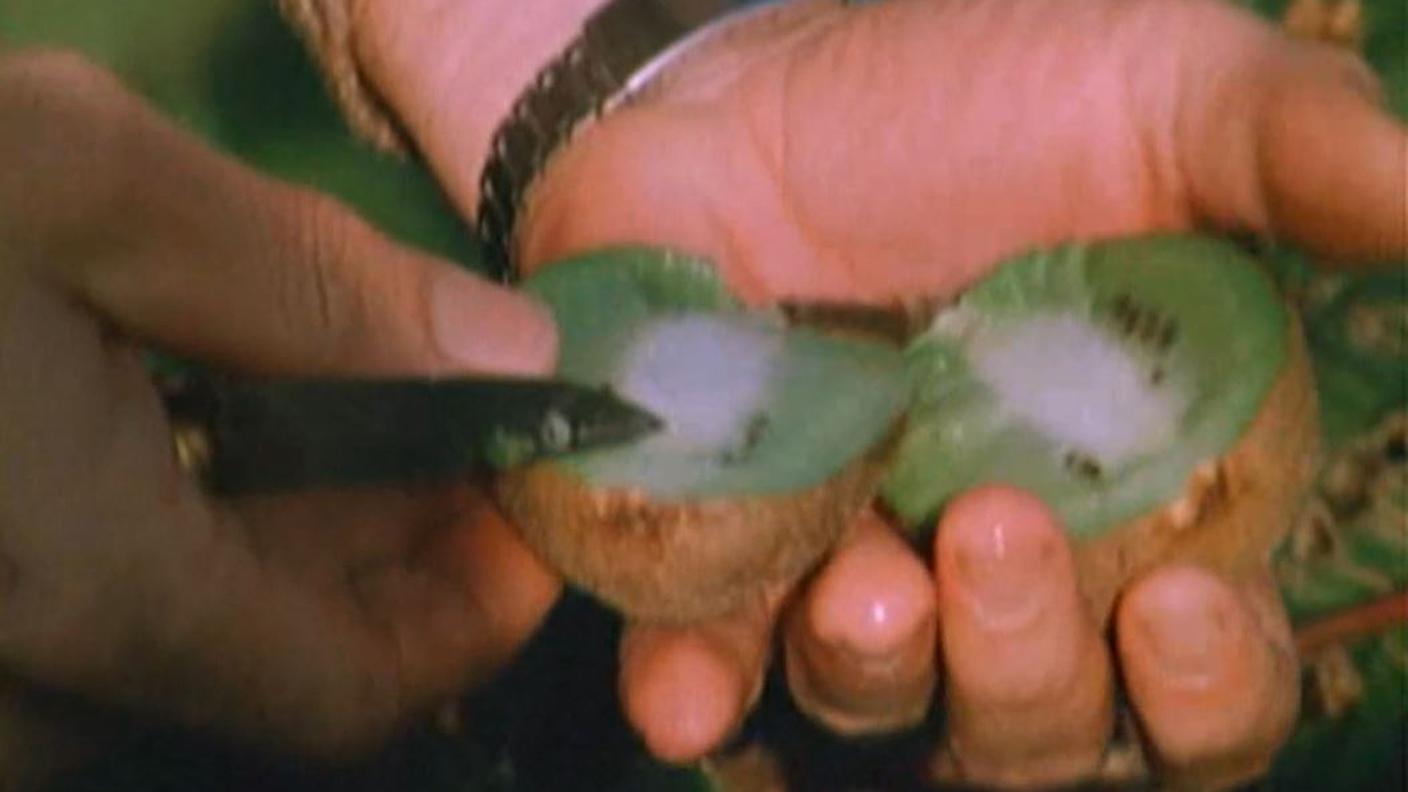 kiwi.JPG