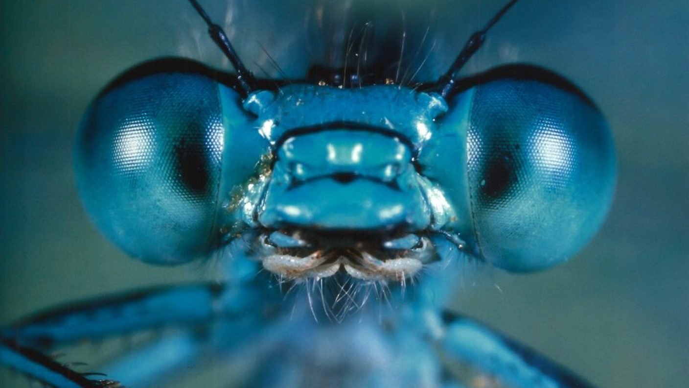 Microcosmos.PNG