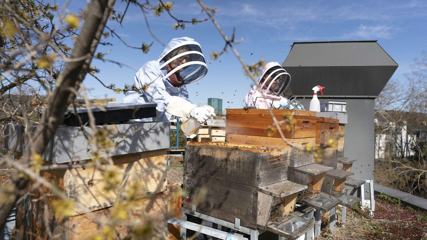 Colonie di api mellifere sui tetti di Zurigo