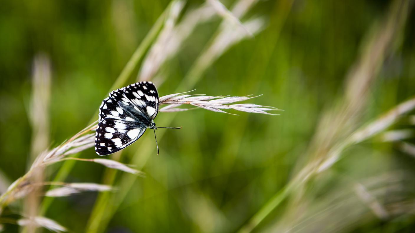 Natura sempre più sotto pressione in Svizzera 