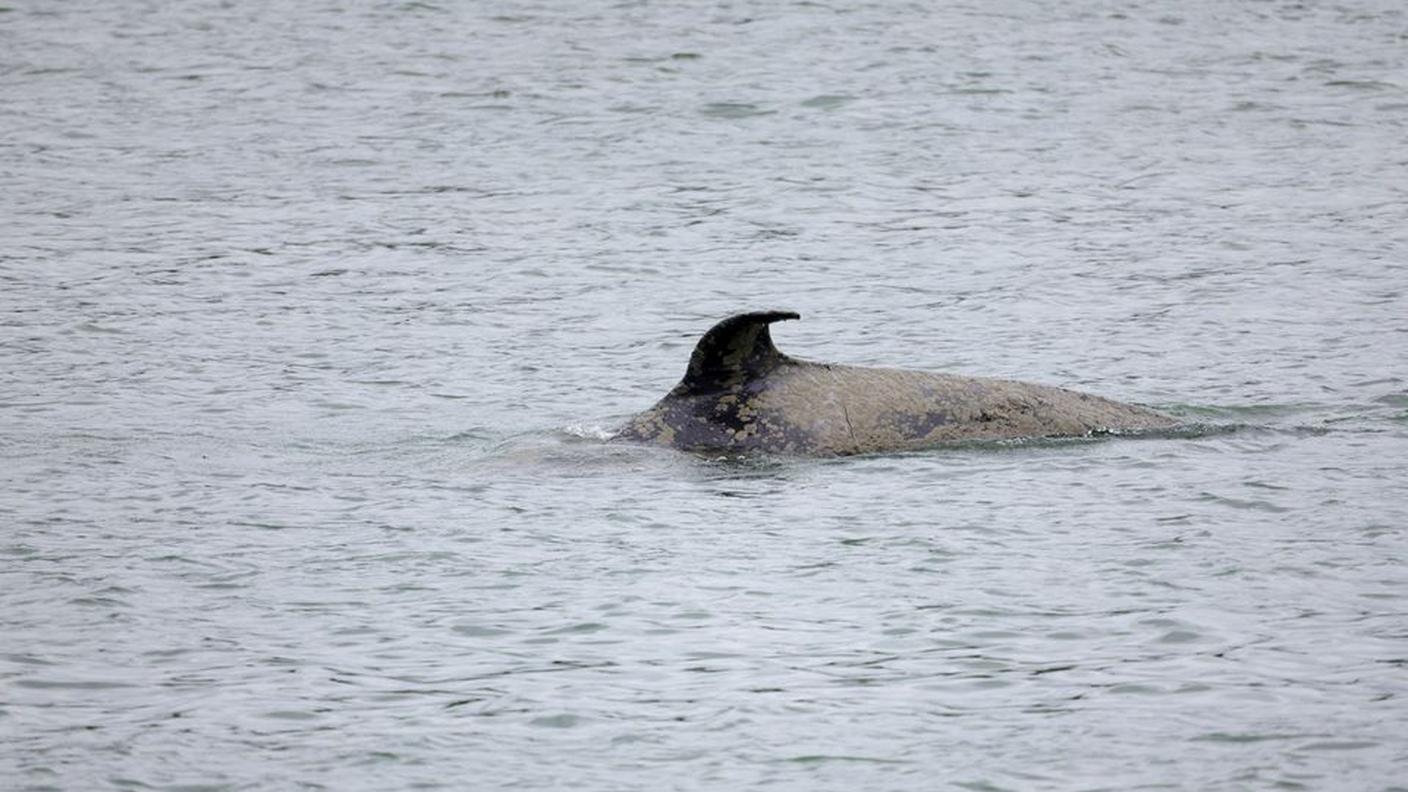 L'orca è arenata da settimane nella Senna