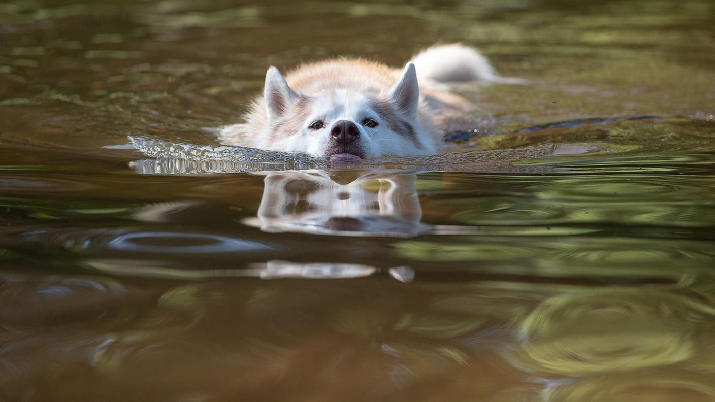 Un husky è stato trovato morto, un secondo è stato salvato