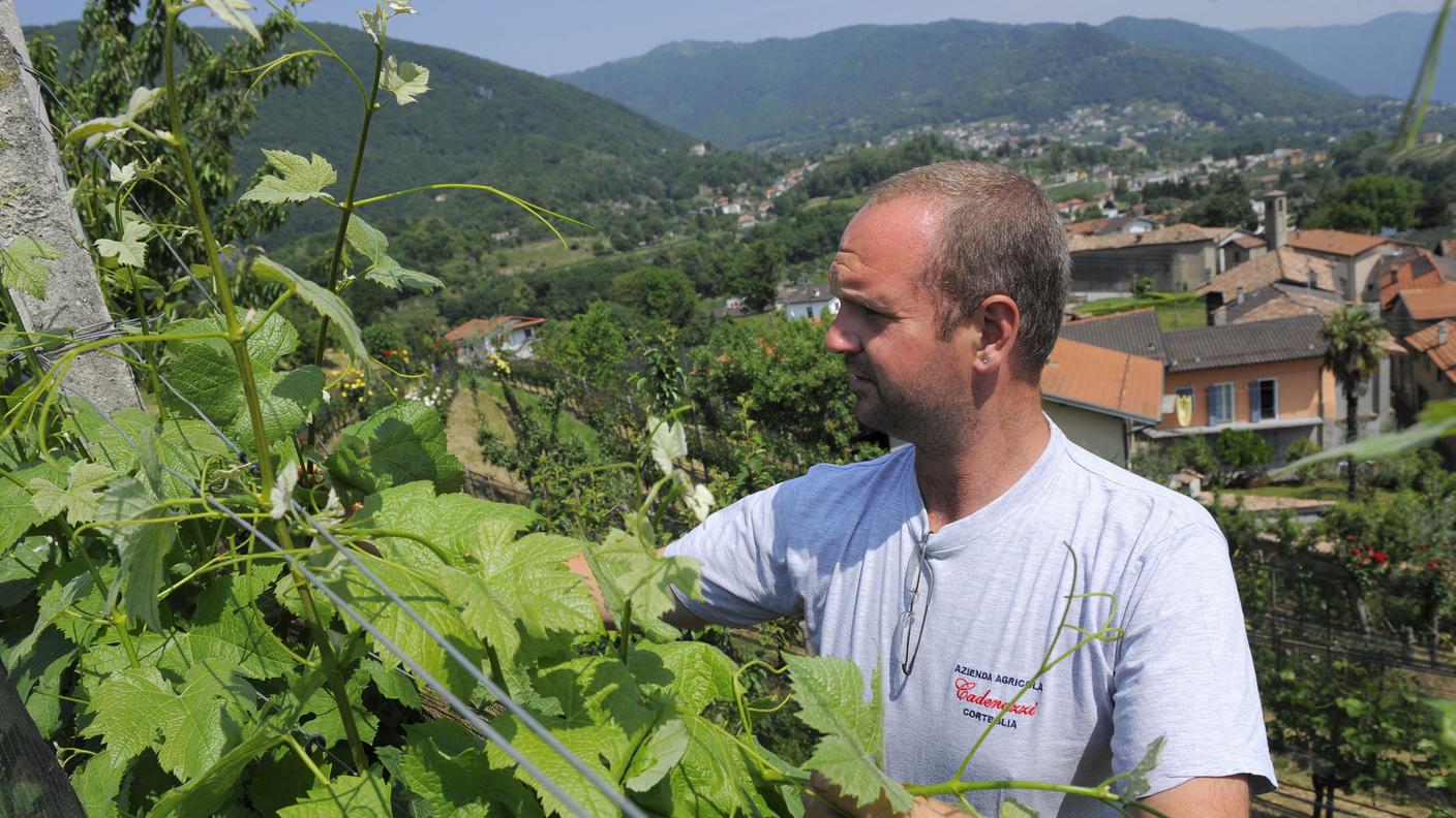 Davide Cadenazzi nei suoi vigneti a Corteglia