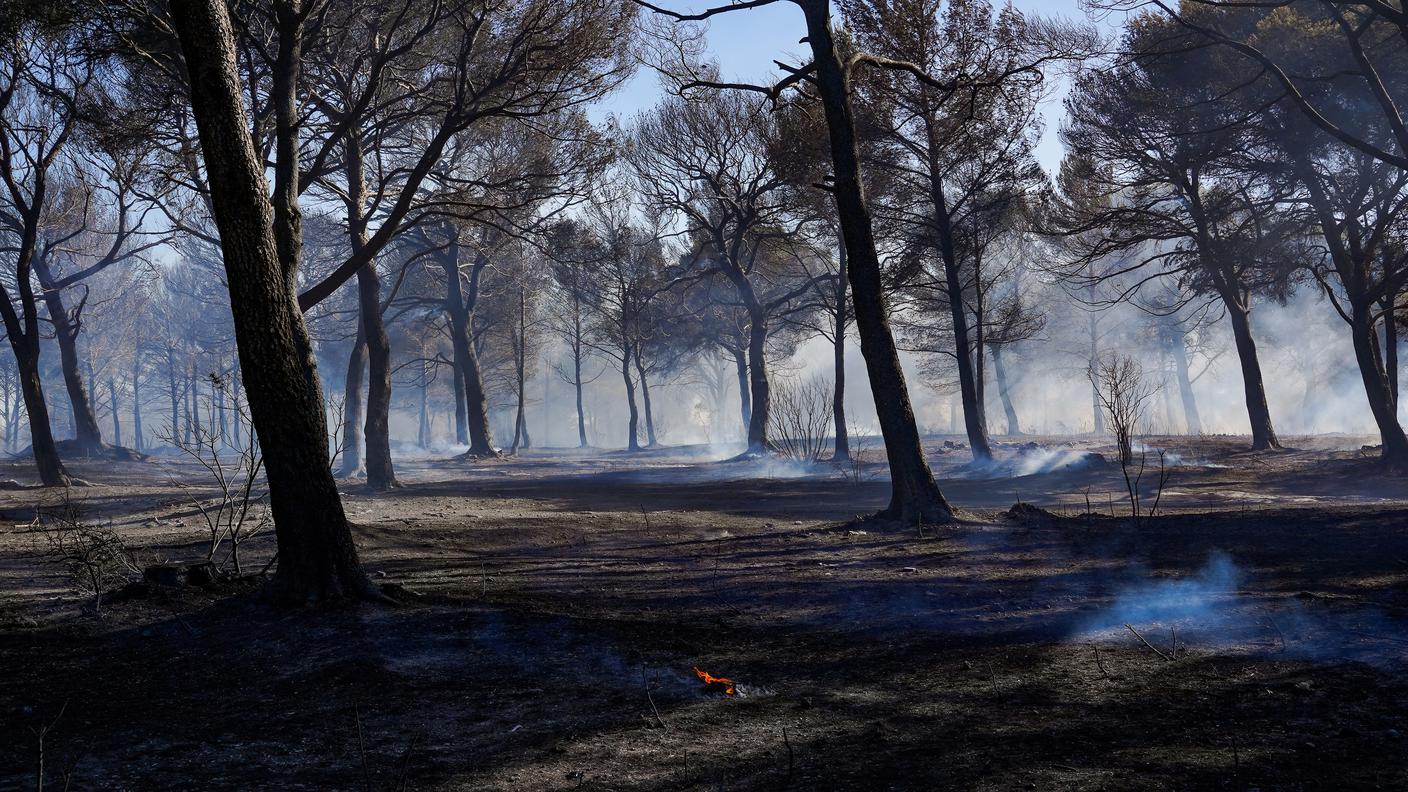 Quello che resta di un bosco a Martigues