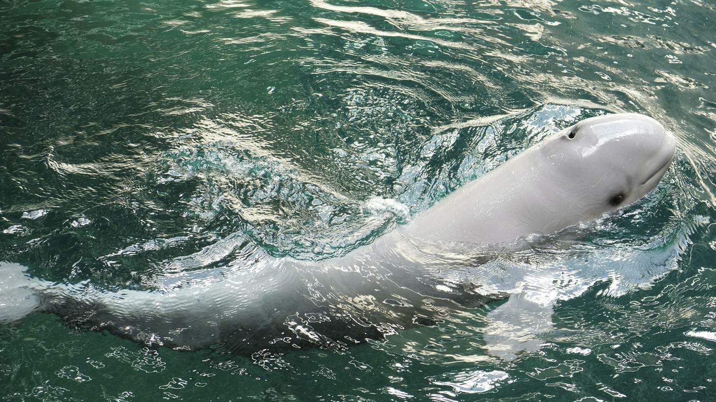 Il beluga è una specie protetta di cetaceo che vive abitualmente in acque fredde