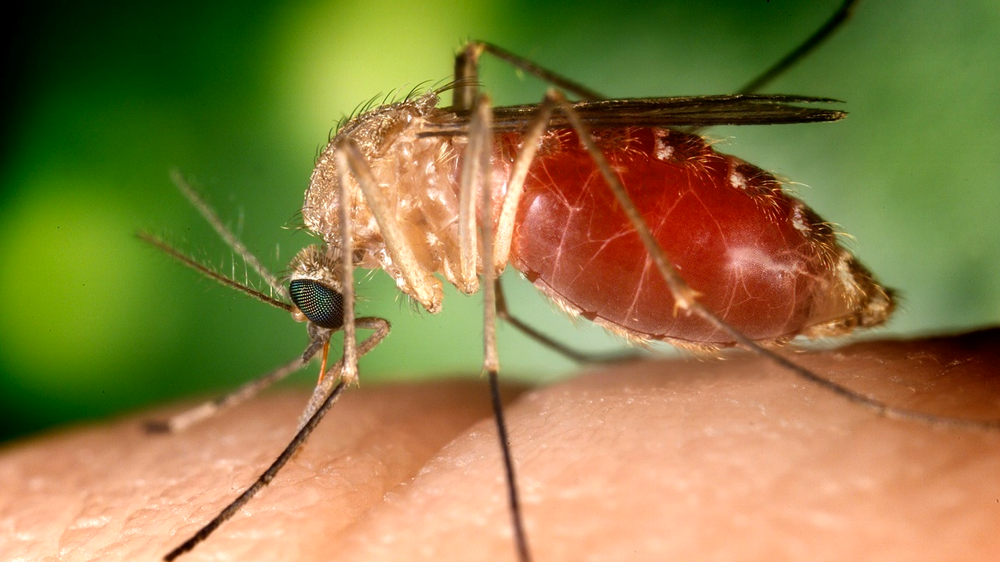 La febbre del Nilo ha come serbatoi uccelli e zanzare