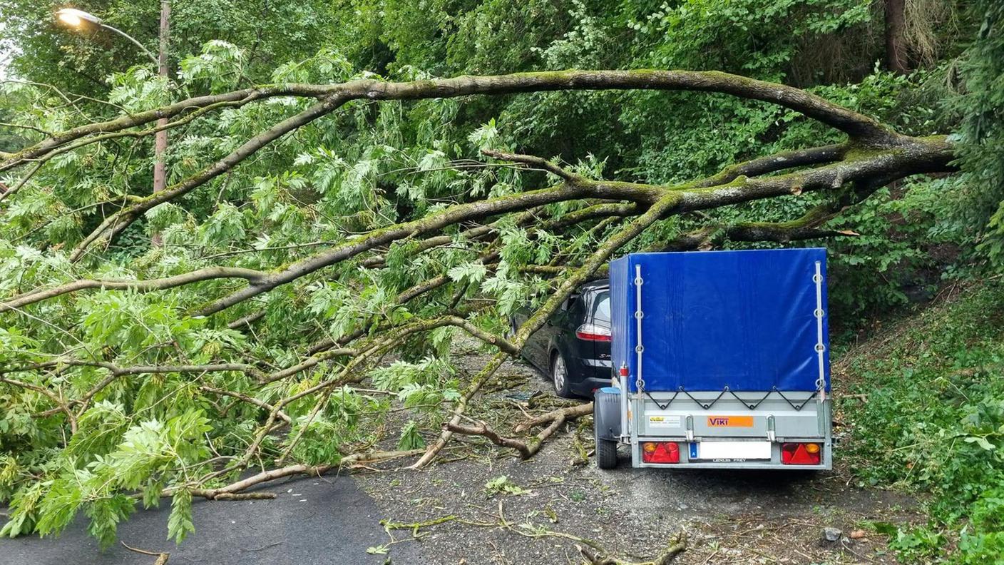 Un albero crollato su un'automobile