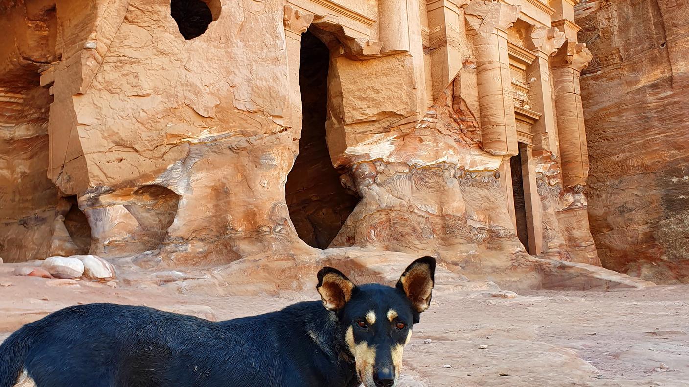 La randagia alla Tomba del Palazzo (I-II sec. d.C.) - Petra.jpg