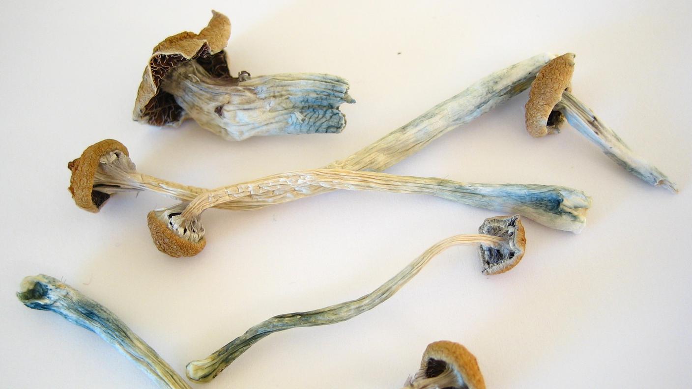 Dried_Cubensis.jpg