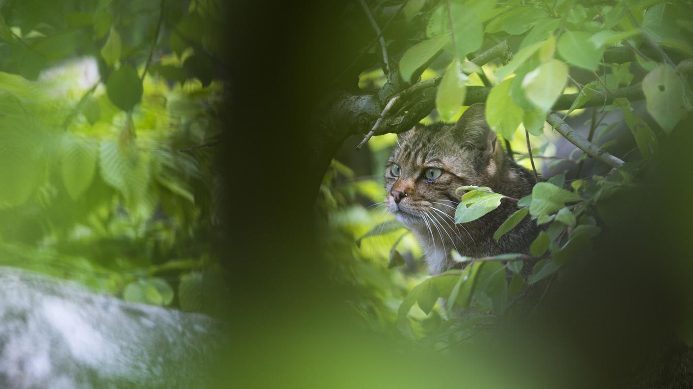 Un gatto selvatico