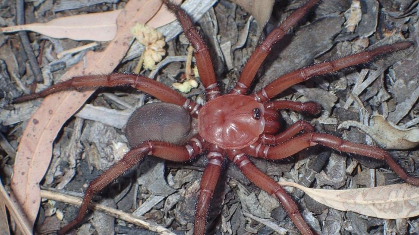 Euoplos Dignitas 