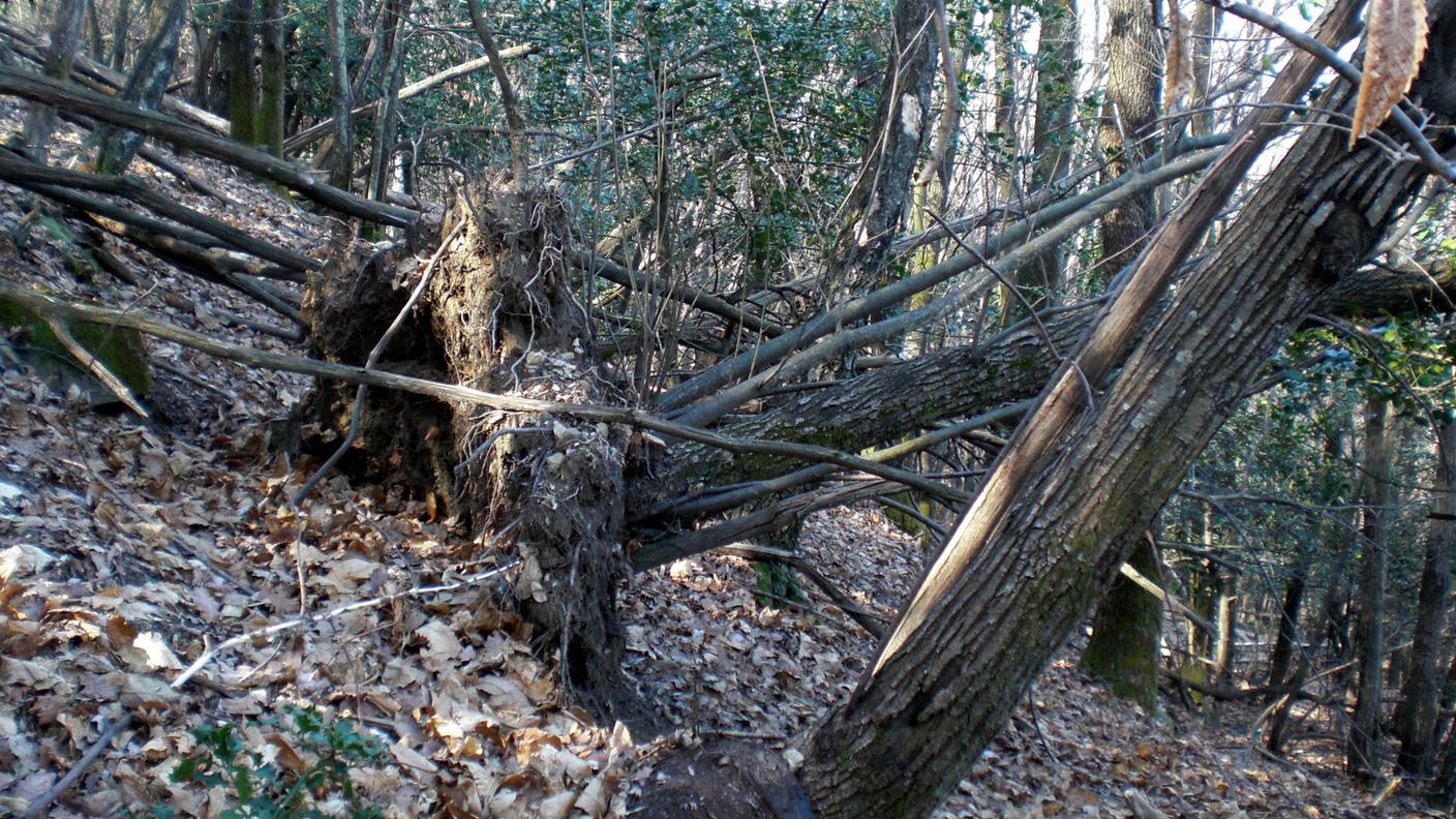 Vista sulle difficoltà del bosco di castagno in Ticino