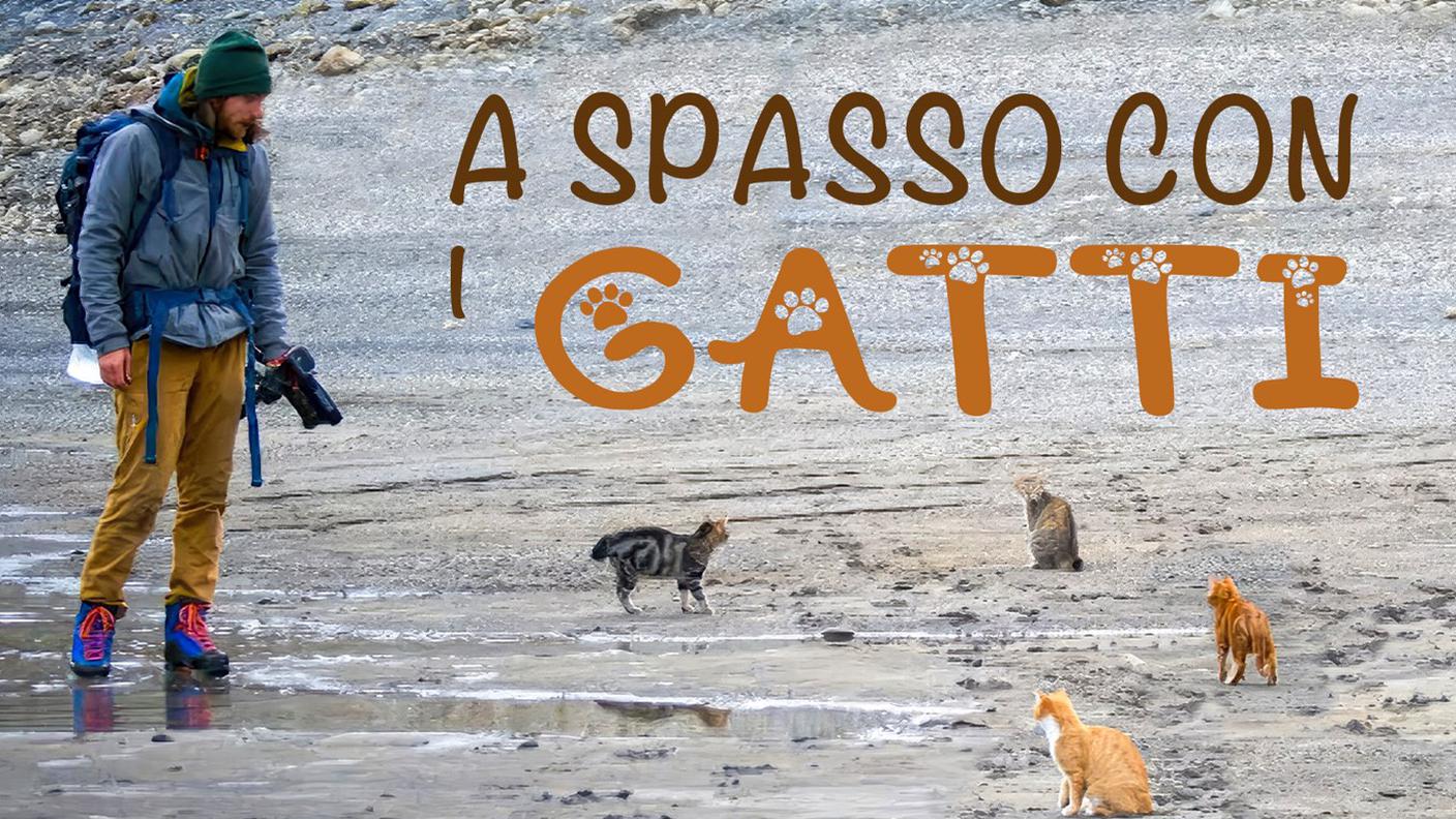 A spasso con i gatti