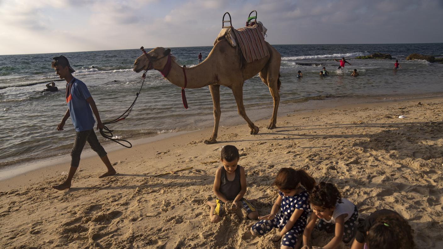 Un camello cammina a bordo del Mediterraneo a Gaza City