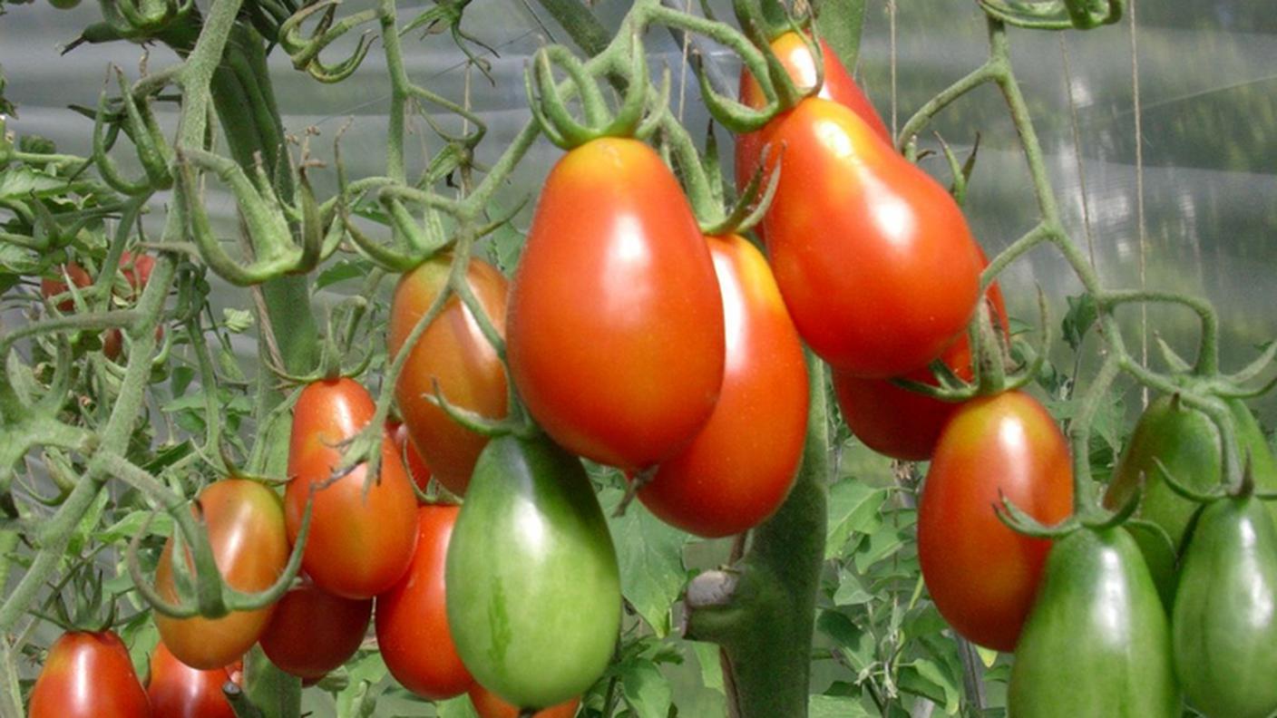 Rosso di Basilea