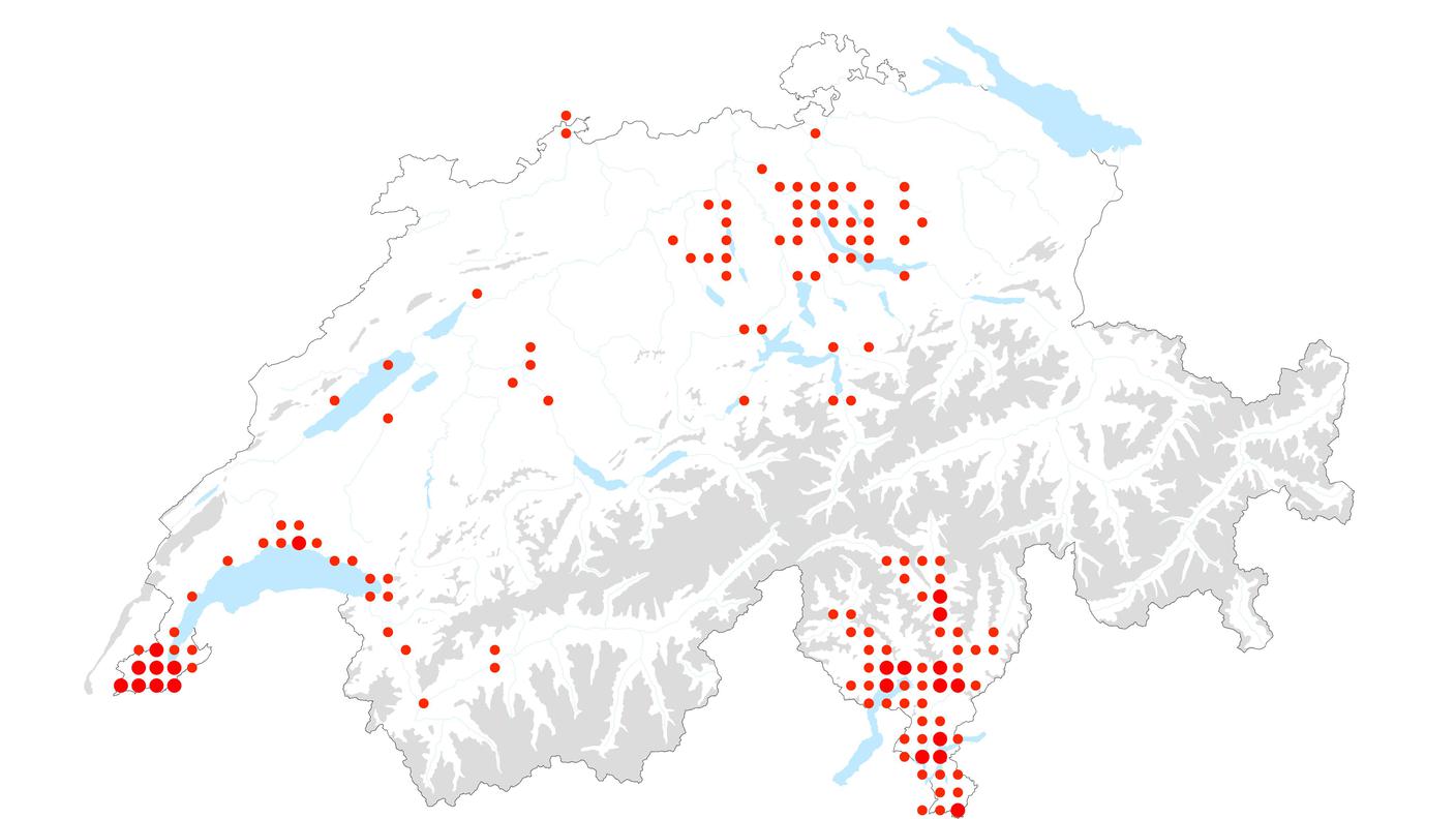 La distribuzione del Trachycarpus fortunei in Svizzera