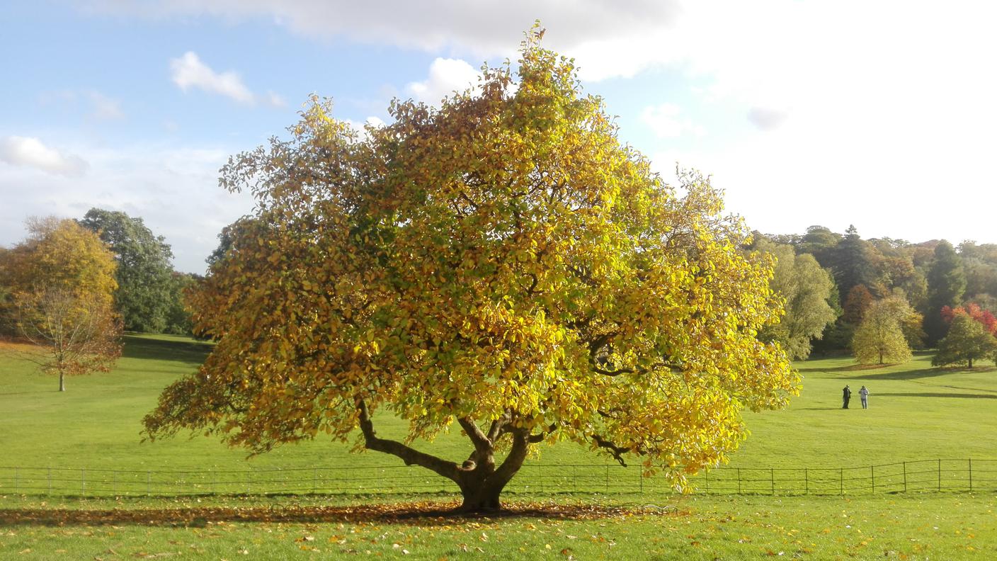 Kenwood Park, Hampstead