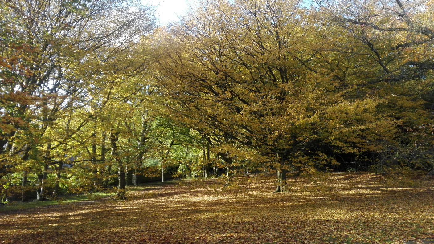 Kenwood Park, Hampstead 