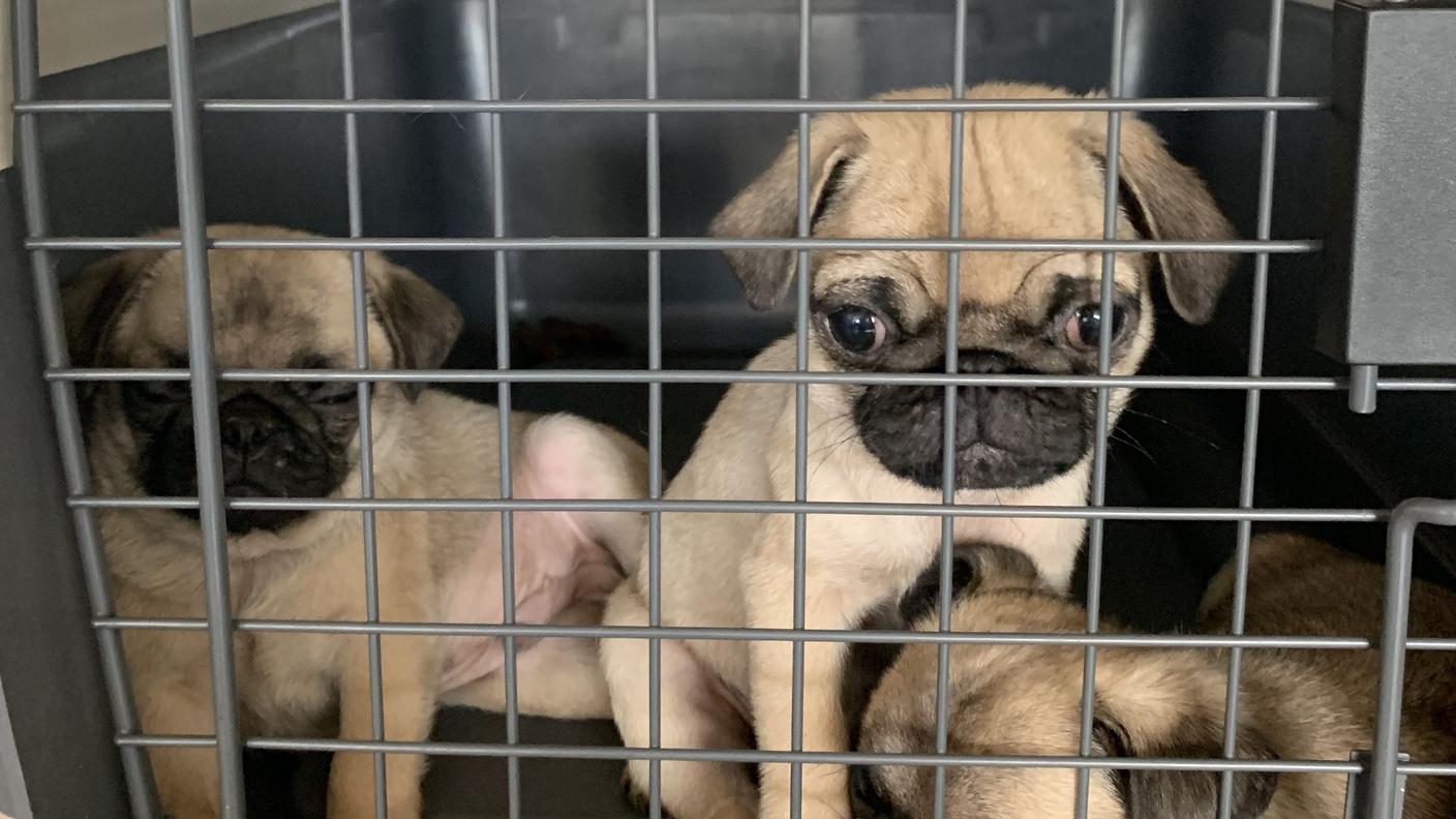 I cani sono stati sequestrati
