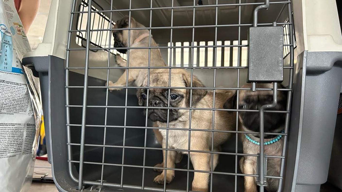 In due gabbie c'erano sette cani di razza carlino