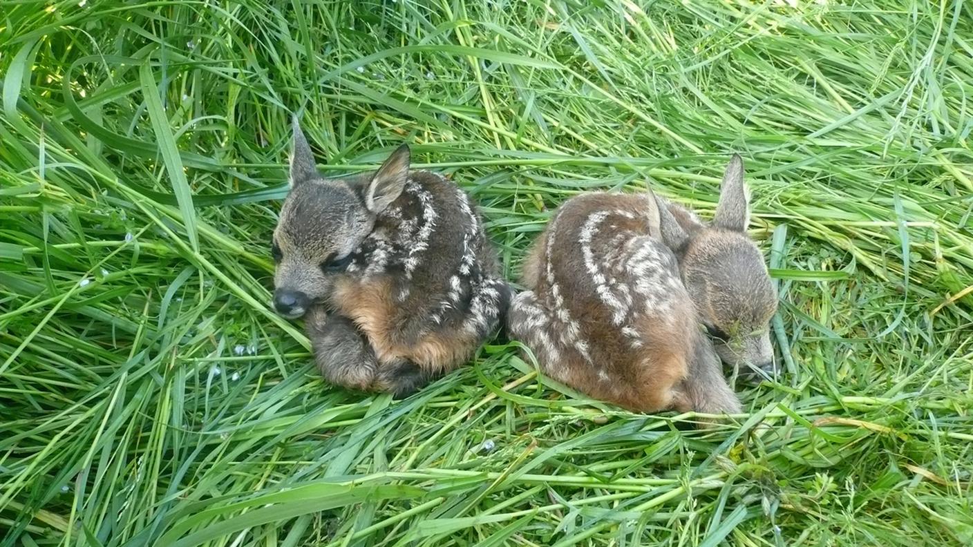 Due cuccioli individuati grazie ai droni