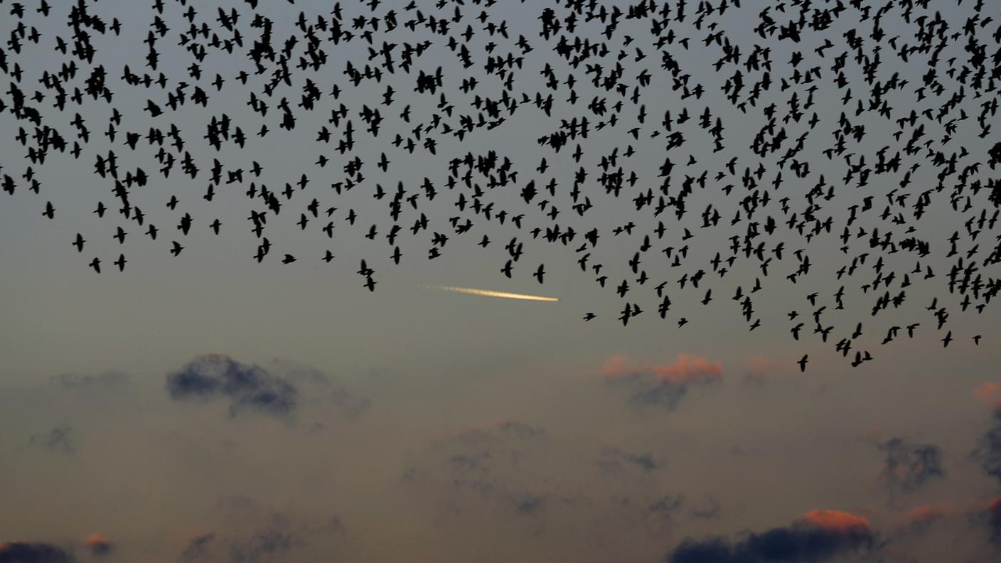 bird-strike