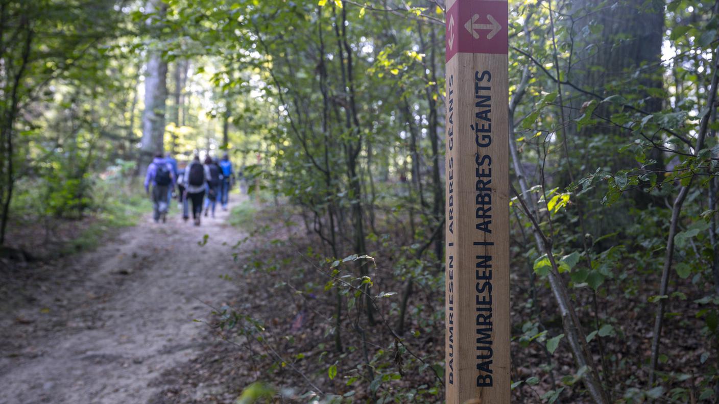 Foresta funeraria a Bienne.jpg