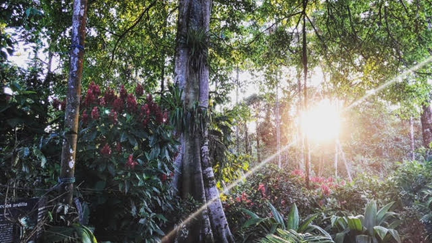 La foresta amazzonica