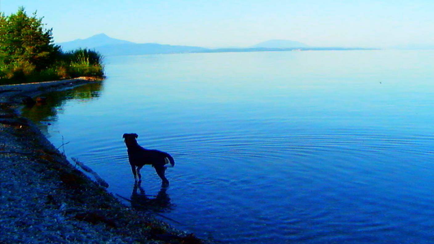 Roxy al lago