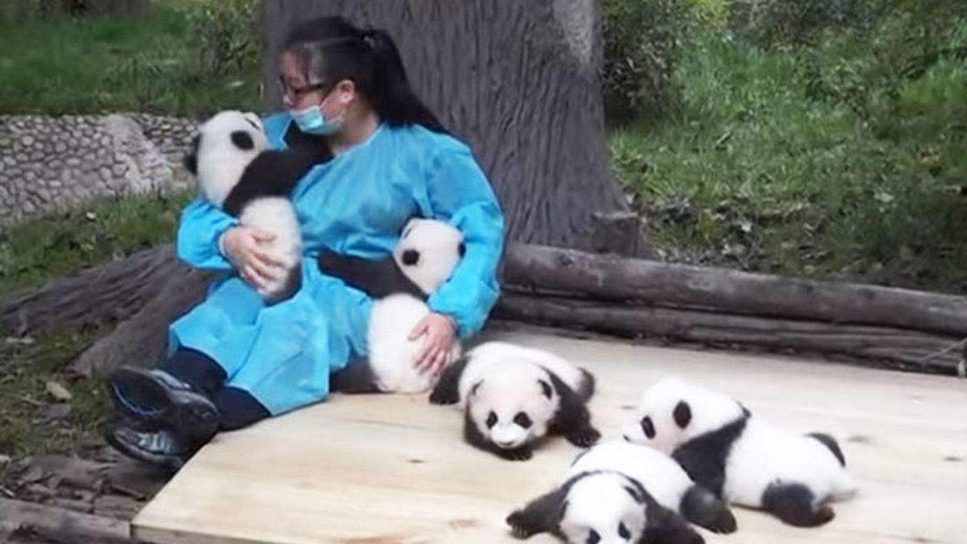 darlin_hugger-panda-nanny-best-job-protection-research-center-3.jpg