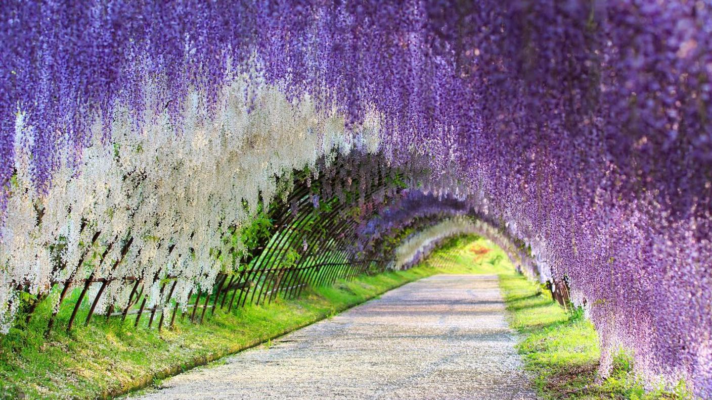 Kawachi Fuji Gardens
