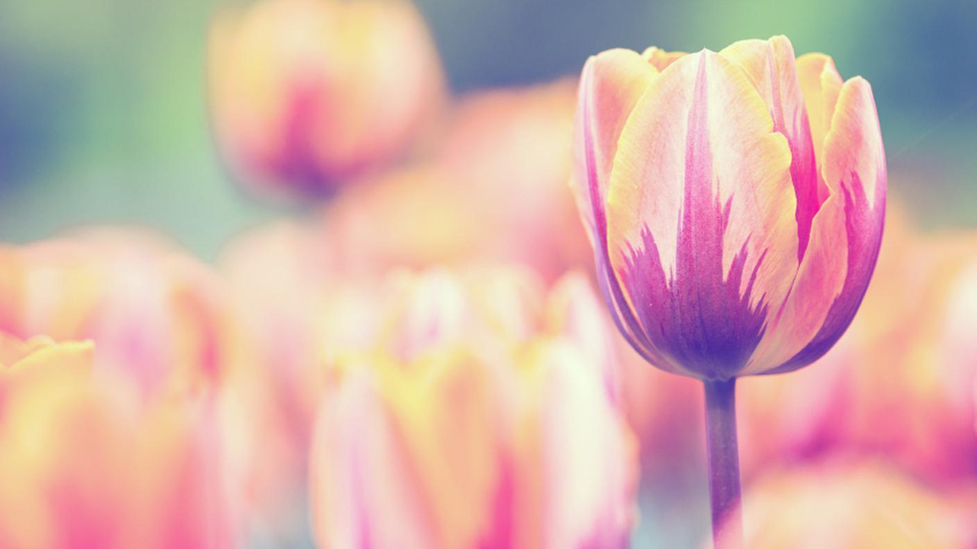 tulipani