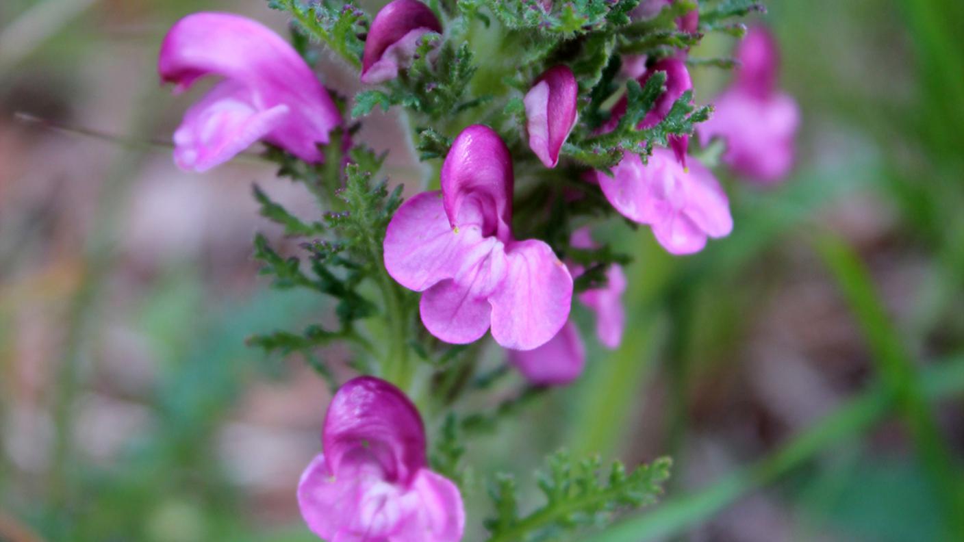 Info Flora