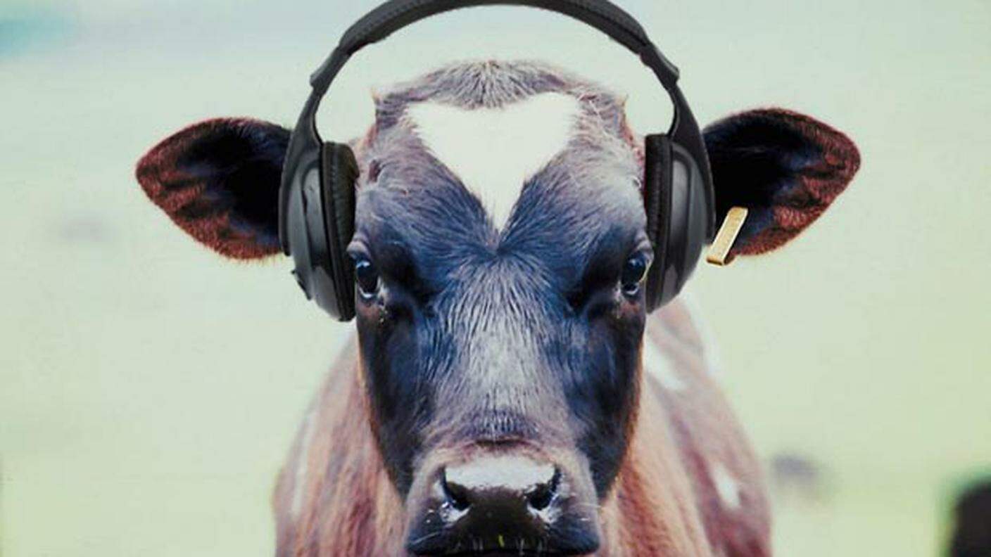 cow_headphones.jpg