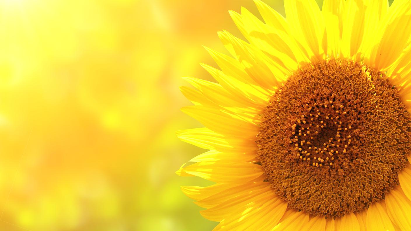 Girasole