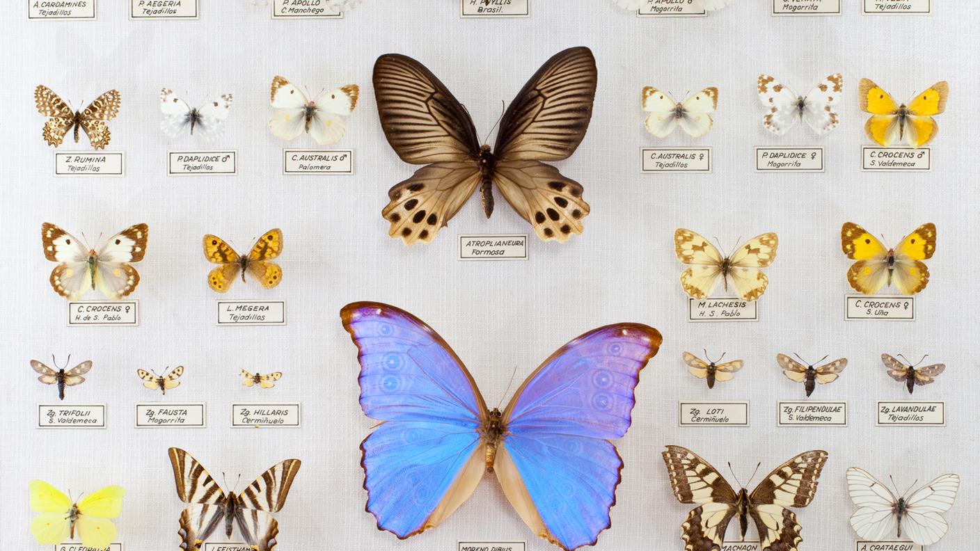 Collezione farfalle