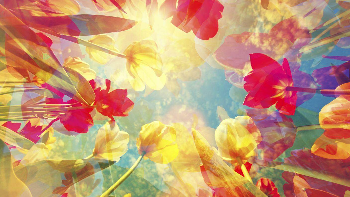 Sfondo colorato con splendidi fiori tulipani e tonalità