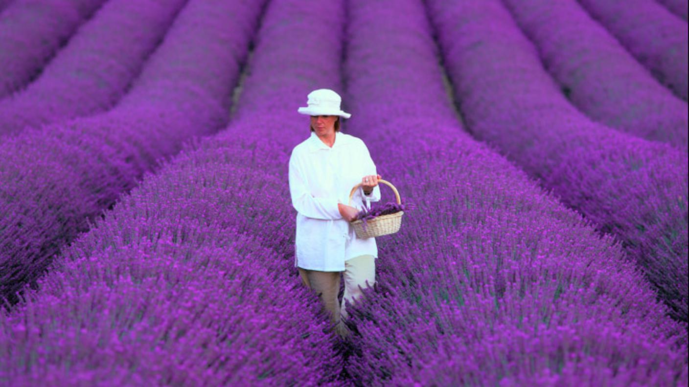 lavanda provenza